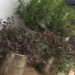 homegrown herbs